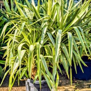 yucca-jewel-plante-exterieur-bord-de-mer-roubaud-jardinerie-13008-marseille