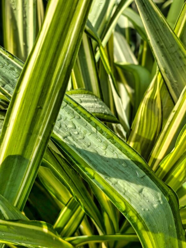 yucca-jewel-plante-exterieur-bord-de-mer-roubaud-jardinerie-13008-marseille