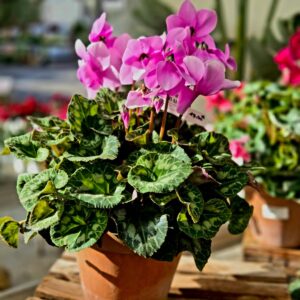 Cyclamen pot terre cuite