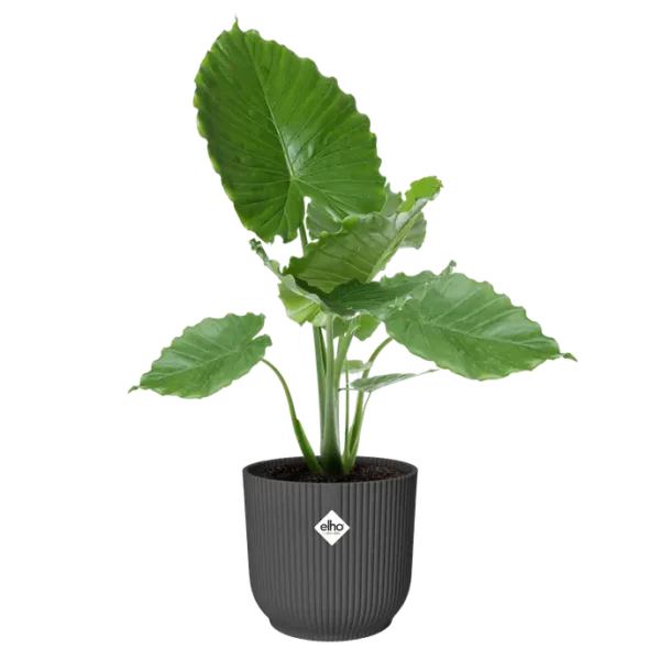 vibes_fold_big_anthracite_gris-deco-roubaud-plante-jardinerie-13008-marseille