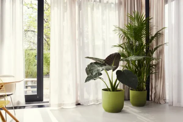 vibes_fold_round_elho-roubaud-jardinerie-13008-marseille-plante