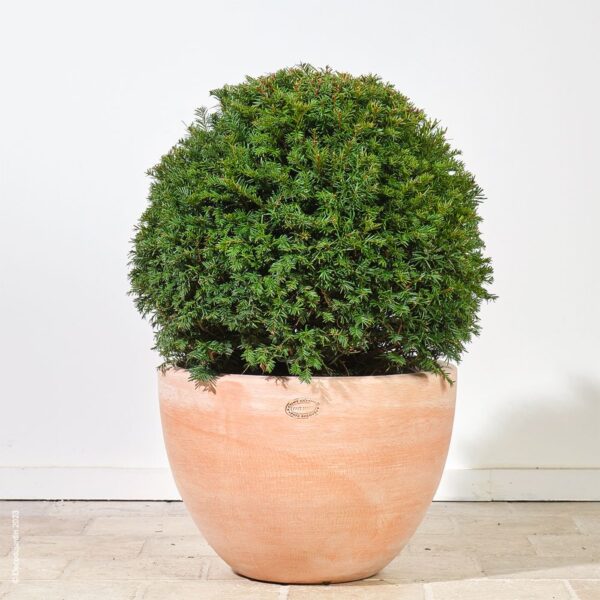 if-commun-boule.taxus-baccata-plante-exterieru-roubaud-jardinerie-13008-marseille