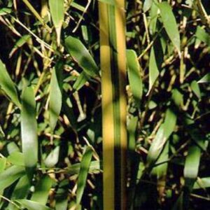 phyllostachys-aureosulcata-spectabilis-JARDINERIE-ROUBAUD-13008-MARSEILLE.