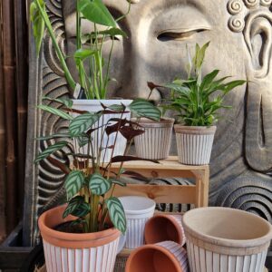 AMOS-cache-pot-ceramiqe-coloree-Plantes-vertes-Jardinerie-Roubaud-13008-Marseille-TERRE CUITE