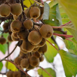 Actinidia-kiwi-autofertile-solo.plant-jardinerie-roubaud-13008-marseille