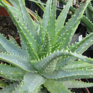 Aloe-Spinosissima-plante-succulente-cactee-jardinerie-roubaud-13008-marseille