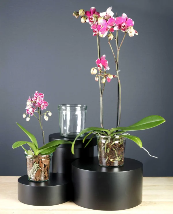 CACHE POT PLANTE ronda orchidee transpatent DECORATION JARDINERIE ROUBAUD 13008 MARSEILLE
