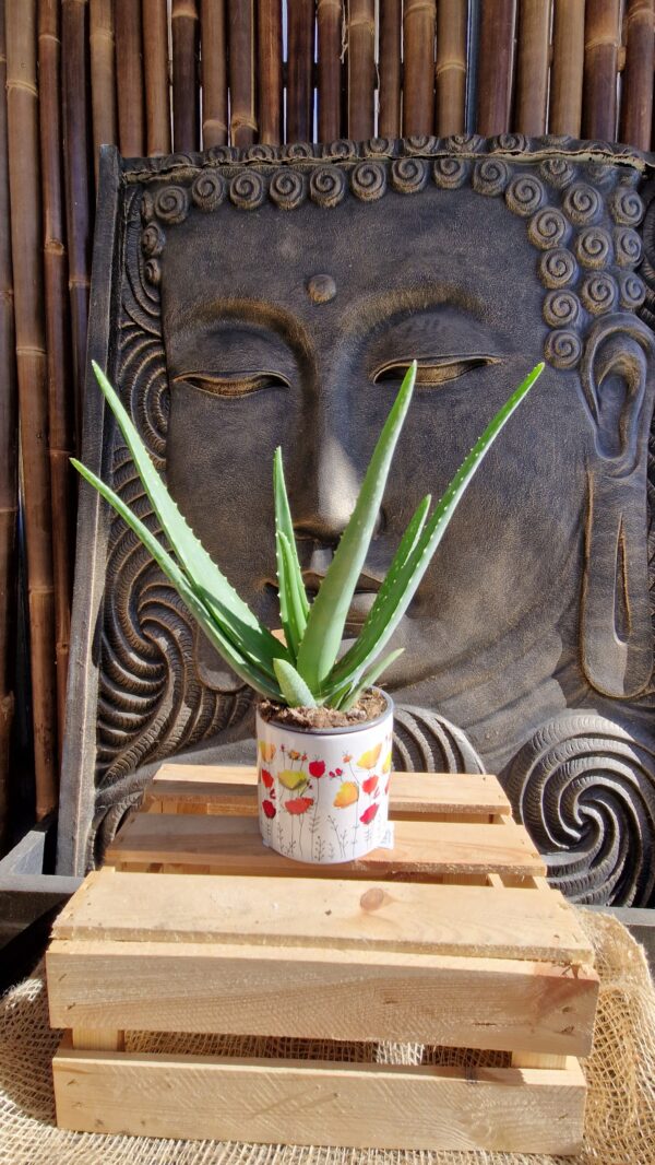 Cache-Pot-Vitality-ceramique-avec-motif-floralroubaud-jardinerie-13008-Marseille