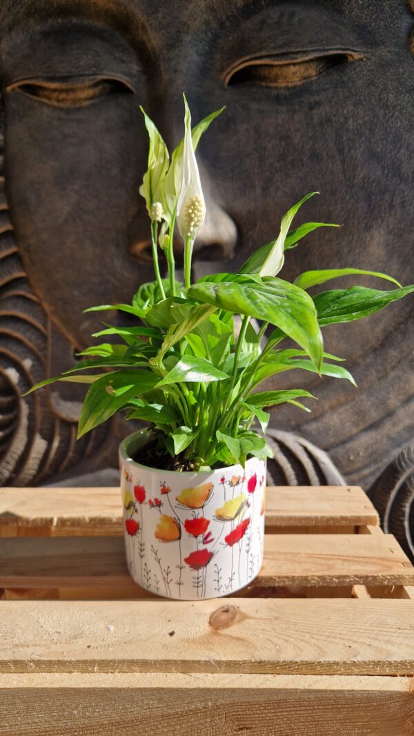 Cache-Pot-Vitality-ceramique-avec-motif-floralroubaud-jardinerie-13008-Marseille POT