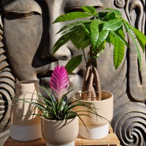 Cache-pot-Kaolin-ceramique-Plantes-vertes-Jardinerie-Roubaud-13008-Marseille-DECO