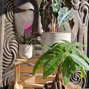 Cache-pot-Lina-Ceramique-13008-Roubaud-jardinerie-Marseille-Decoration-Plantes-vertes