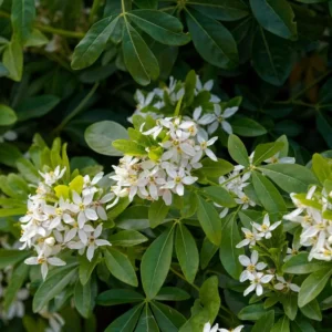 Choisya-ternata-Oranger-du-Mexique-jardinerie-roubaud-13008-marseille.arbuste