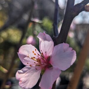 amandier-princesse-fruitier-fleur-jardinerie-roubaud-13008-marseille