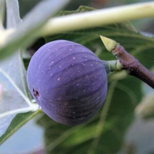 ficus-carica-figuier-ronde-de-bordeaux-petit-fruit-jardinerie-roubaud-13008-marseille