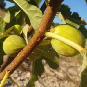 figuier-desert-king-ficus-carica-desert-king-jardineire roubaud 13008 marseille