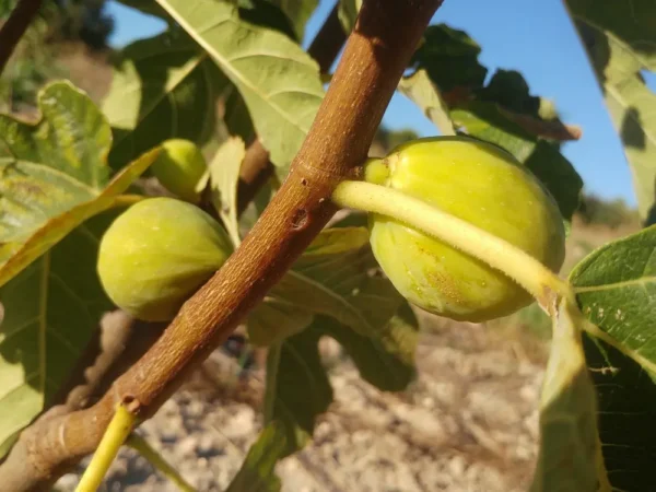 figuier-desert-king-ficus-carica-desert-king-jardineire roubaud 13008 marseille