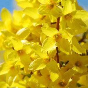 forsythia-jaune-arbuste-fleuri-jardinerie-roubaud-13008-marseille