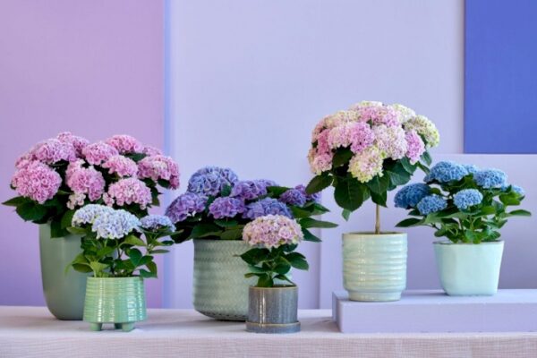 hortensia-interieur-bleu-hydrangea-macrophila-fleur-jardienrie-roubaud-13008-marseille