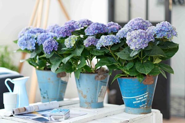 hortensia-interieur-bleu-hydrangea-macrophila-fleur-jardienrie-roubaud-13008-marseille.