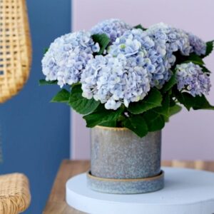 hortensia-interieur-bleu-hydrangea-macrophila-fleur-jardienrie-roubaud-13008-marseille