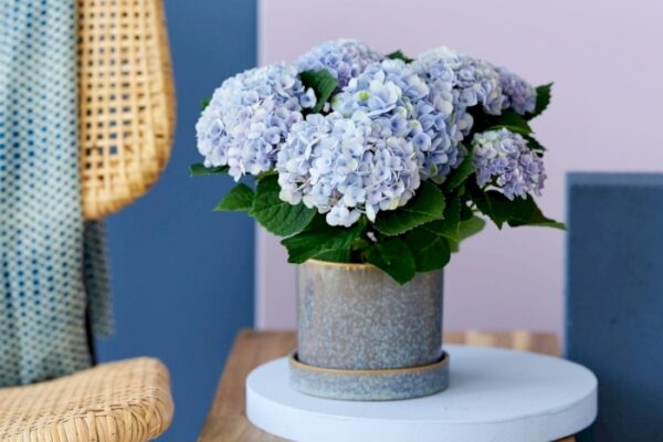 hortensia-interieur-bleu-hydrangea-macrophila-fleur-jardienrie-roubaud-13008-marseille