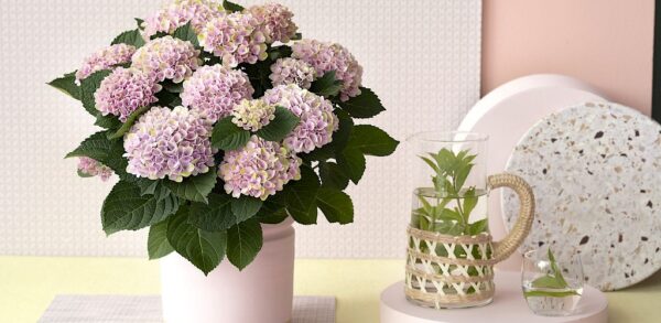 hortensia-interieur-bleu-hydrangea-macrophila-fleur-jardienrie-roubaud-13008-marseille.rose