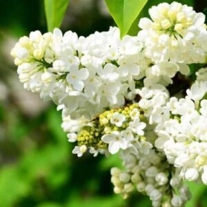 lilas-commun-arbuste-jardinerie-roubaud-13008-marseille-fleur-blanc rose lilas violet