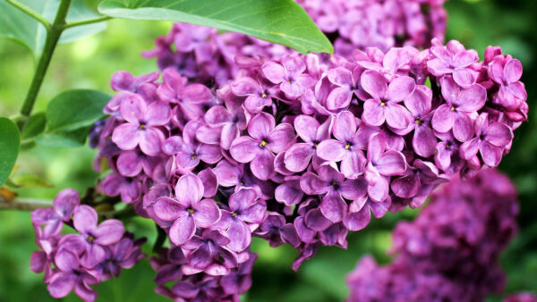 lilas-commun-arbuste-jardinerie-roubaud-13008-marseille-fleur-