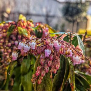 pieris-arbuste-fleur-jardinerie-roubaud-13008-marseille-exterieur