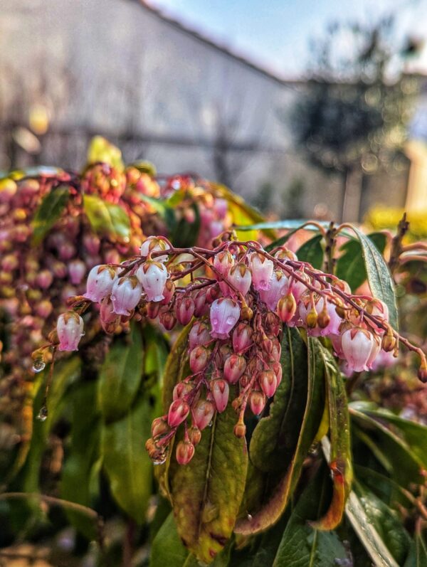 pieris-arbuste-fleur-jardinerie-roubaud-13008-marseille-exterieur