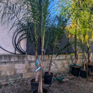 syagrus-palmier-plante-mediterraneenne-roubaud-jardineire-13008-marseille