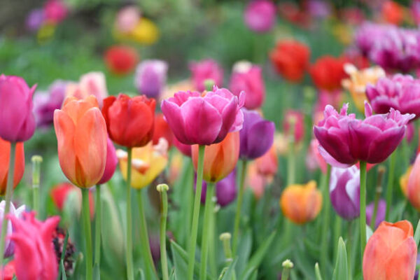Tulipes Marseille plante fleurie Jardinerie Roubaud13008