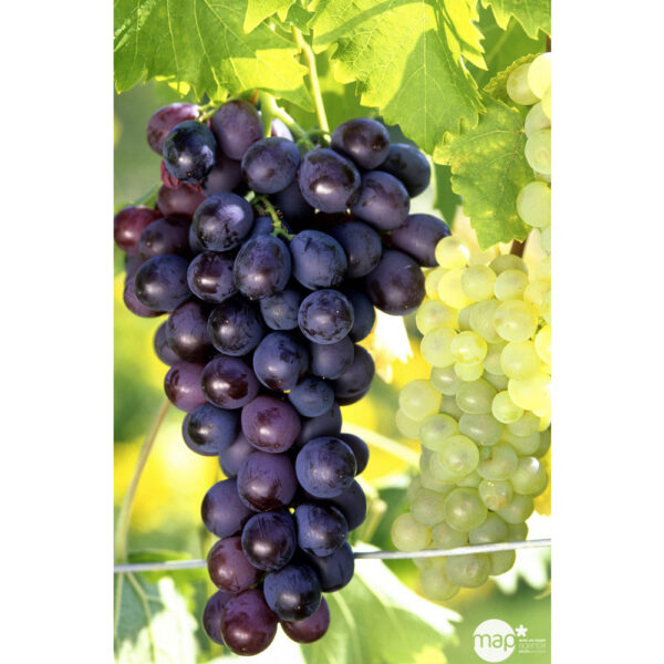 vigne-muscat-de-hambourg-noir-jardinerie-roubaud-13008-marseille