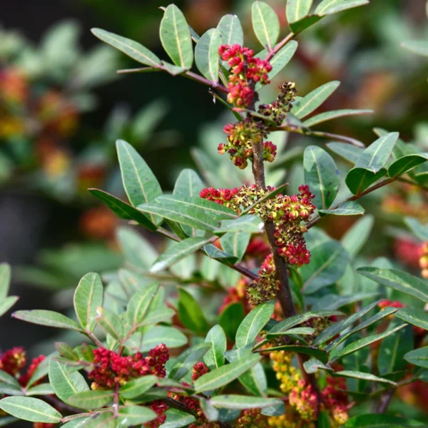 Pistacia-lentiscus-Lentisque-pistachier-ARBRE-ROUBAUD-JARDINERIE-13008-MARSEILLE