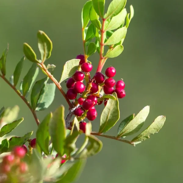 Pistacia-lentiscus-Lentisque-pistachier-ARBRE-ROUBAUD-JARDINERIE-13008-MARSEILLE