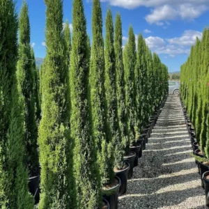 cupressus-totem-ARBRE-CYPRES-DE-FLORENCE-JARDINERIE-ROUBAUD-13008-MARSEILLE