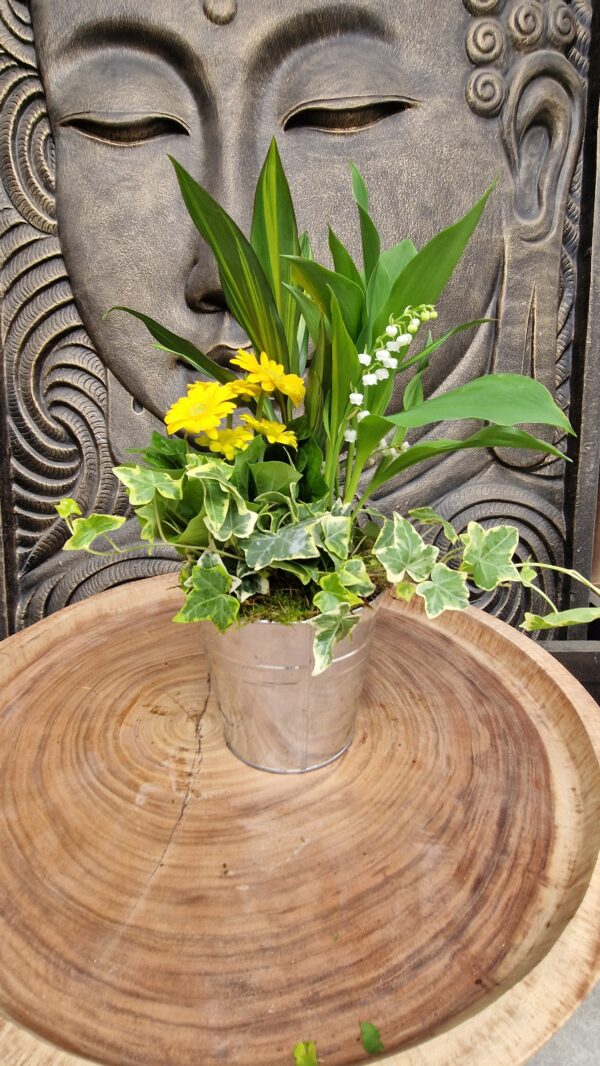 Composition de Luguet dans un cache pot en zinc avec une plante fleurie Marseille Jardinerie Roubaud 13008