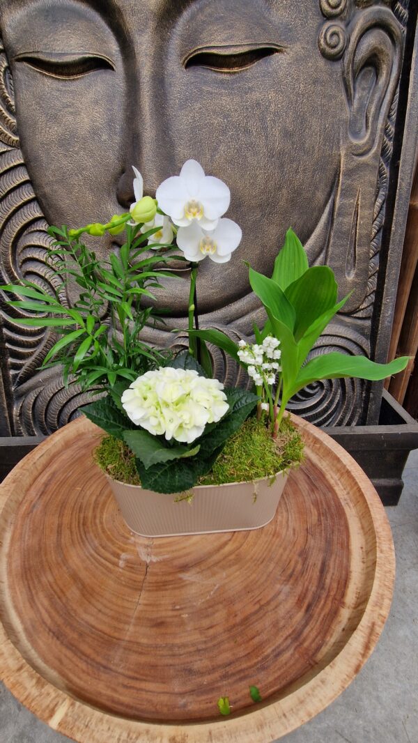 Muguet Composition de Muguet dans une jardinière en Zinc – Image 4