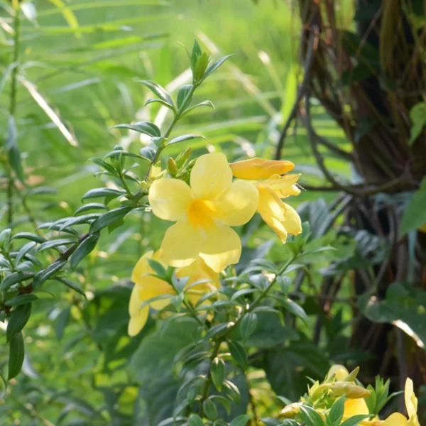 Allamanda-cathartica-dipladenia-plante-exterieur-roubaud-jardinerie-13008-marseille