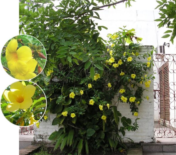 Allamanda-cathartica-dipladenia-plante-exterieur-roubaud-jardinerie-13008-marseille
