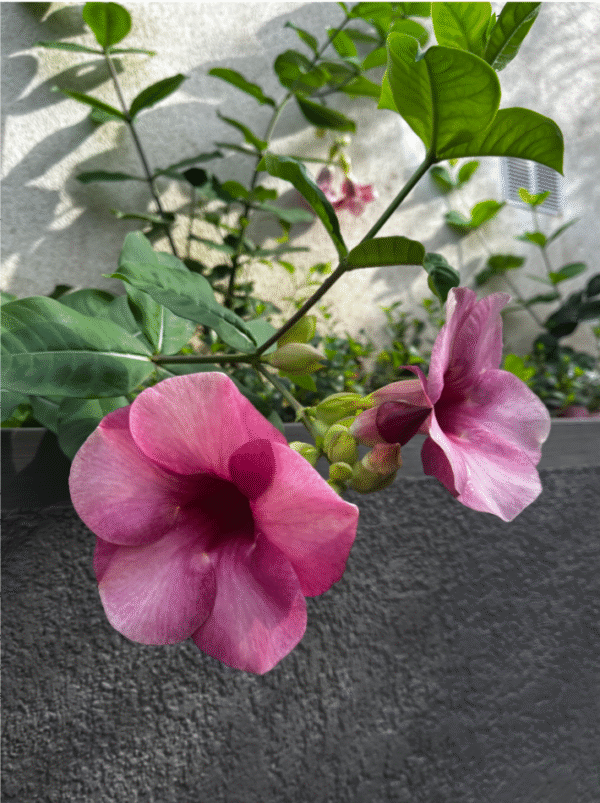 dipladenia-allamanda-tipi-rose-plante-interieur-roubaud-jardinerie-13008-marseille