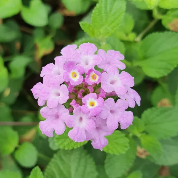 lantana-montevidensis-plante-exterieur-fleurie-blanc-violet-mediterraneenne-roubaud-jardinerie-13008-marseille