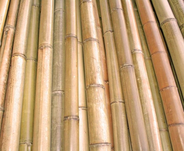 tige-de-bambou-naturel-deco-exterieur-interieur-roubaud-jardinerie-13009-marseille