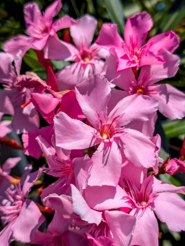 laurier-rose-nerium_oleander_giallo_jaune-jardinerie-roubaud-13008-marseille