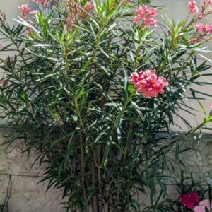 laurier-rose-nerium_oleander_giallo_jaune-jardinerie-roubaud-13008-marseille