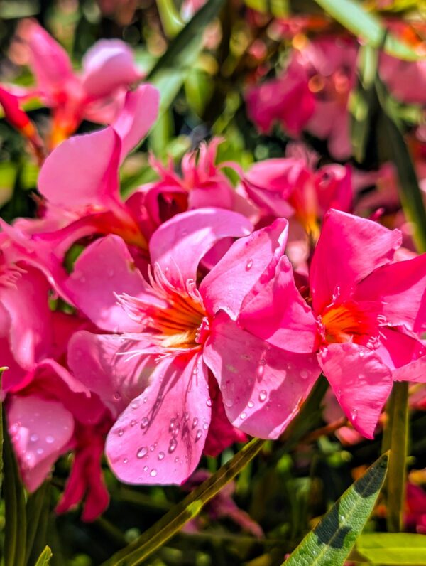 laurier-rose-nerium_oleander_giallo_jaune-jardinerie-roubaud-13008-marseille