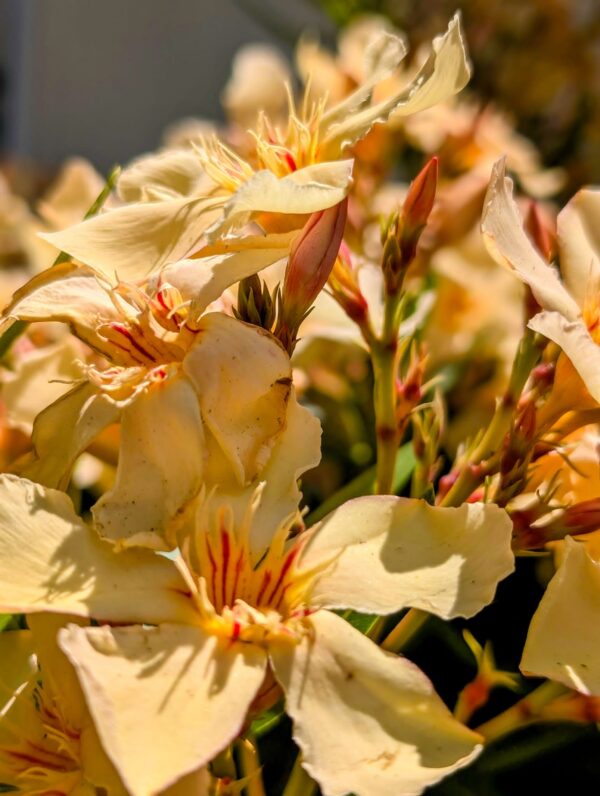 laurier-rose-nerium_oleander_giallo_jaune-jardinerie-roubaud-13008-marseille