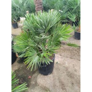 Chamaerops-Humilis-Compacta-roubaud-jardinerie-13008-marseille