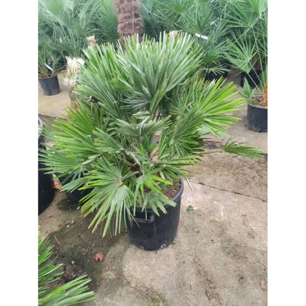 Chamaerops-Humilis-Compacta-roubaud-jardinerie-13008-marseille