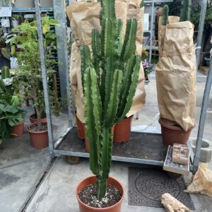 EUPHORBE CACTUS PLANTE GRASSE ROUBAUD JARDINERIE 13008 MARSEILLE